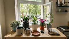 Diese 5 Zimmerpflanzen trocknen extrem schnell aus – so gießt du sie richtig